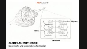 Sonja Schneider: Gleitfilamenttheorie (05:37) Sonja Schneider: Gleitfilamenttheorie (05:37)